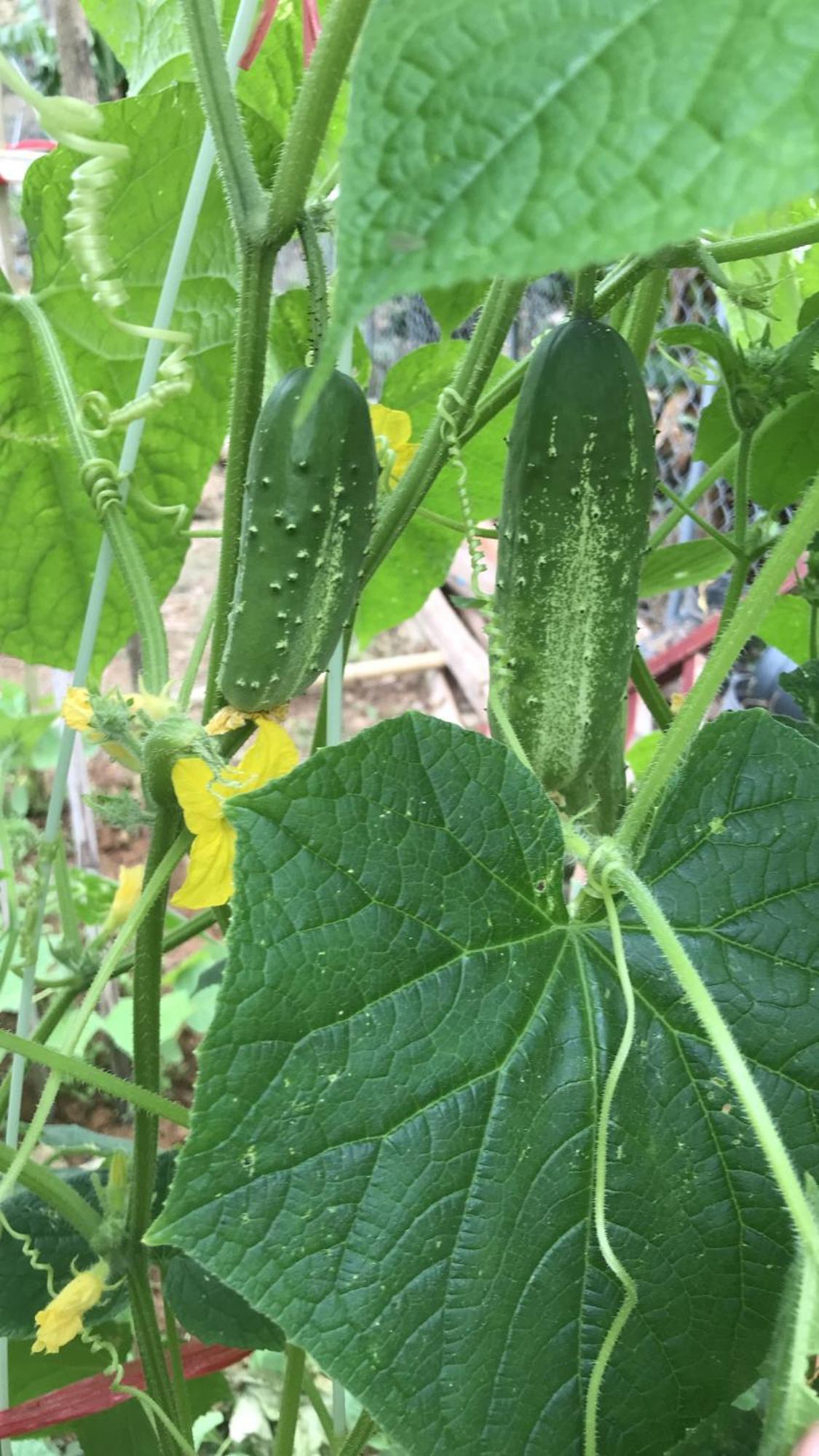 Bee Lucky Homestay Hien Hao Extérieur photo